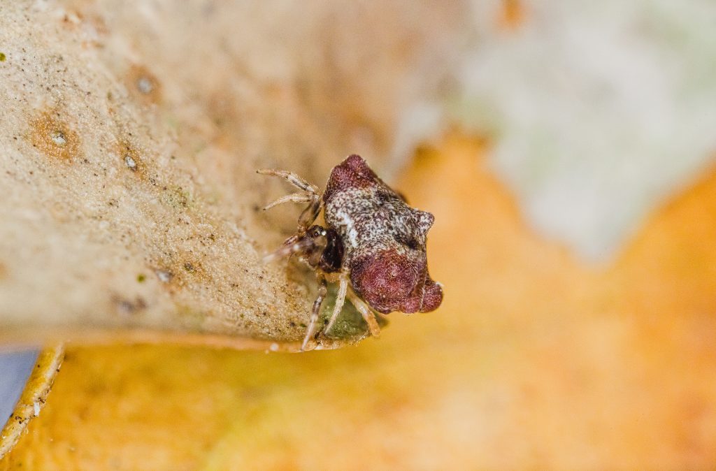 Araña Phoroncidia variabilis
