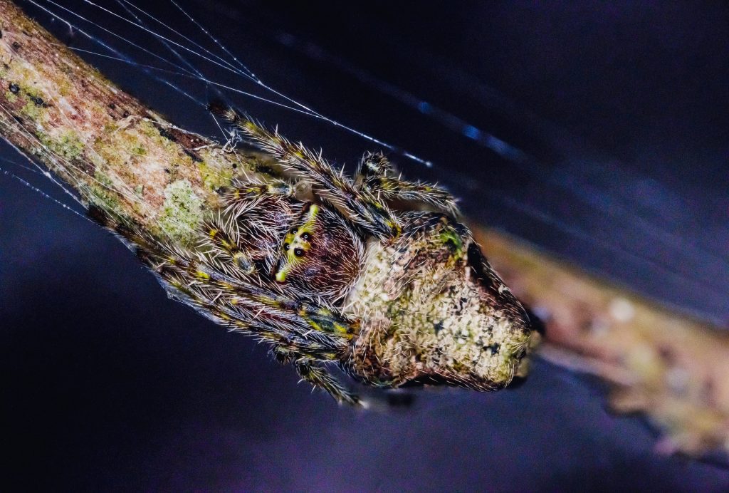 Araña Nicolepeira bicaudata