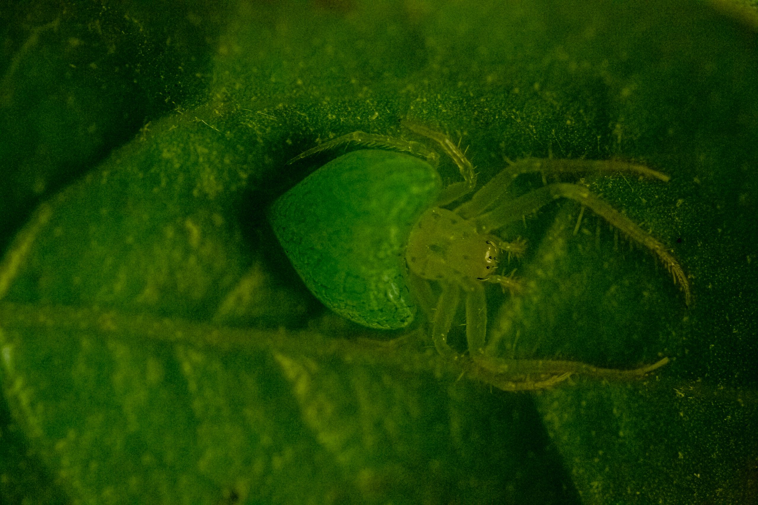 Una luz increíble en el bosque junto a la araña Phoroncidia variabilis, la araña tejedora orbiculares, la araña Nicolepeira bicaudata y la araña gnomo (Gnolus cordiformis)