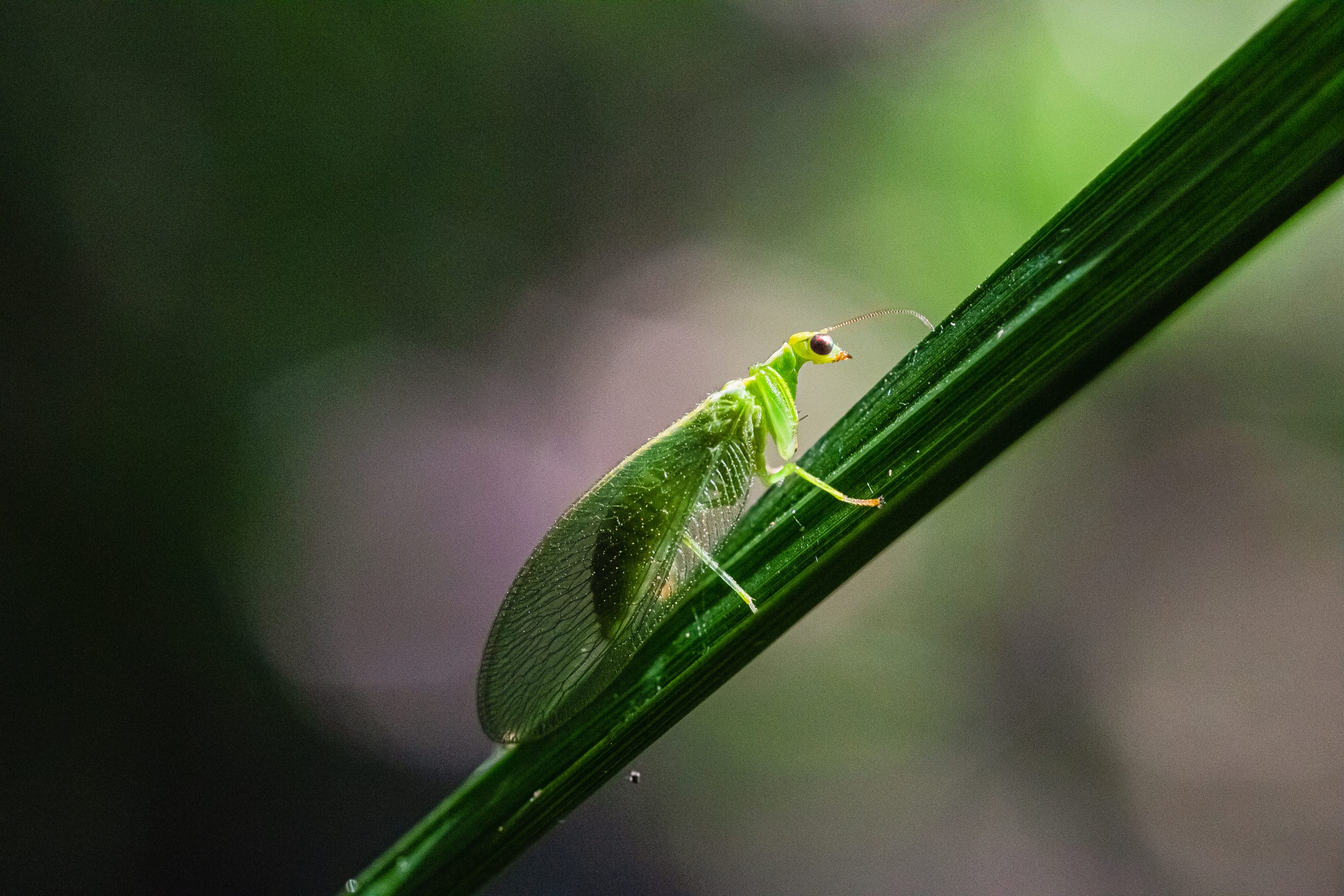 Drepanicus chrysopinus (Neuroptera, Mantispidae).