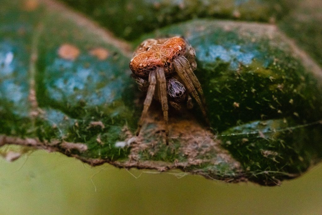 Araña tejedora orbiculares (Araneus sp.)