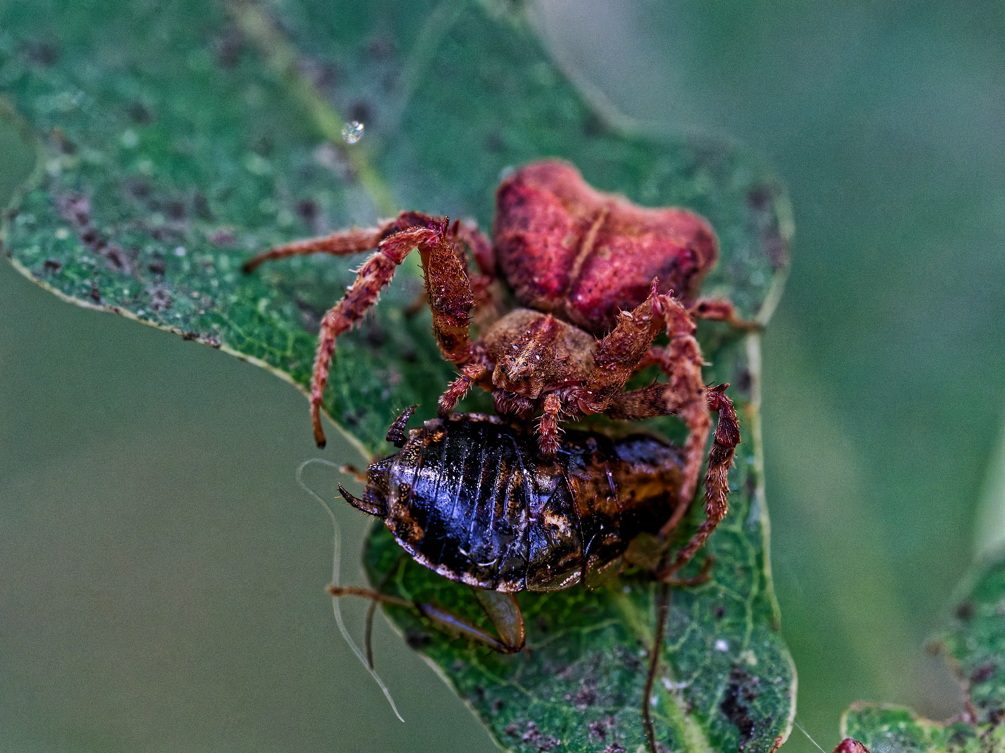 Araña cangrejo (Araneae: Thomisidae)