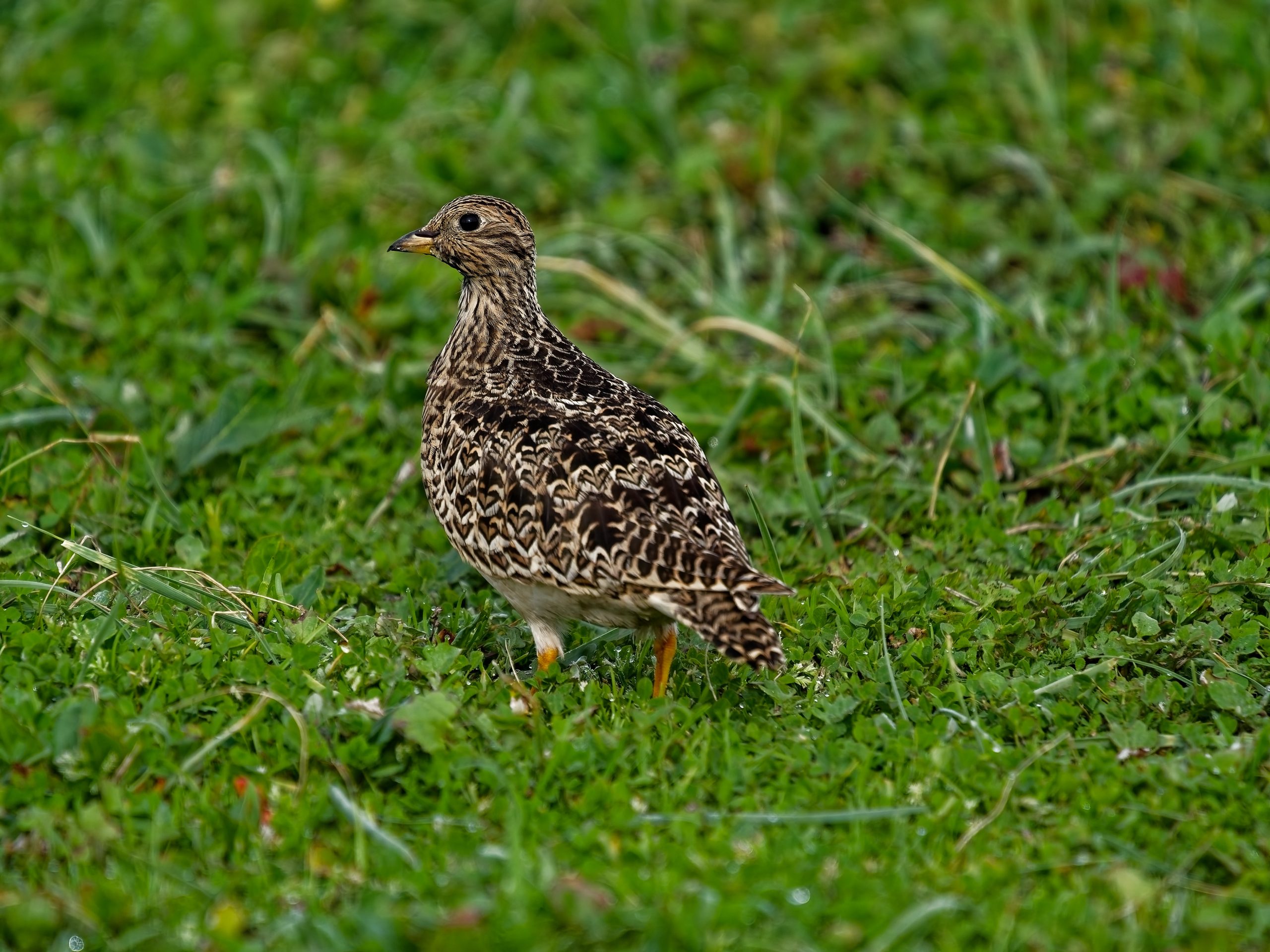 Avistamiento de Perdicita chica (Thinocorus rumicivorus) o Agachona chica en el Parque Pedro del Río Zañartu, Región del Biobío, Chile