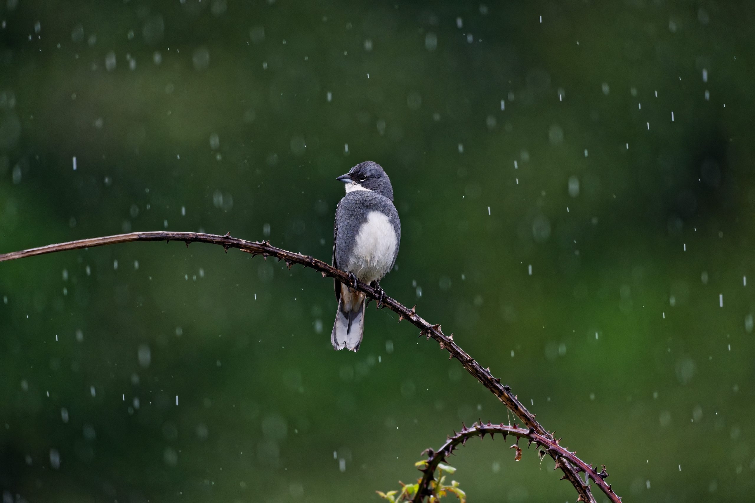La diuca (Diuca diuca)