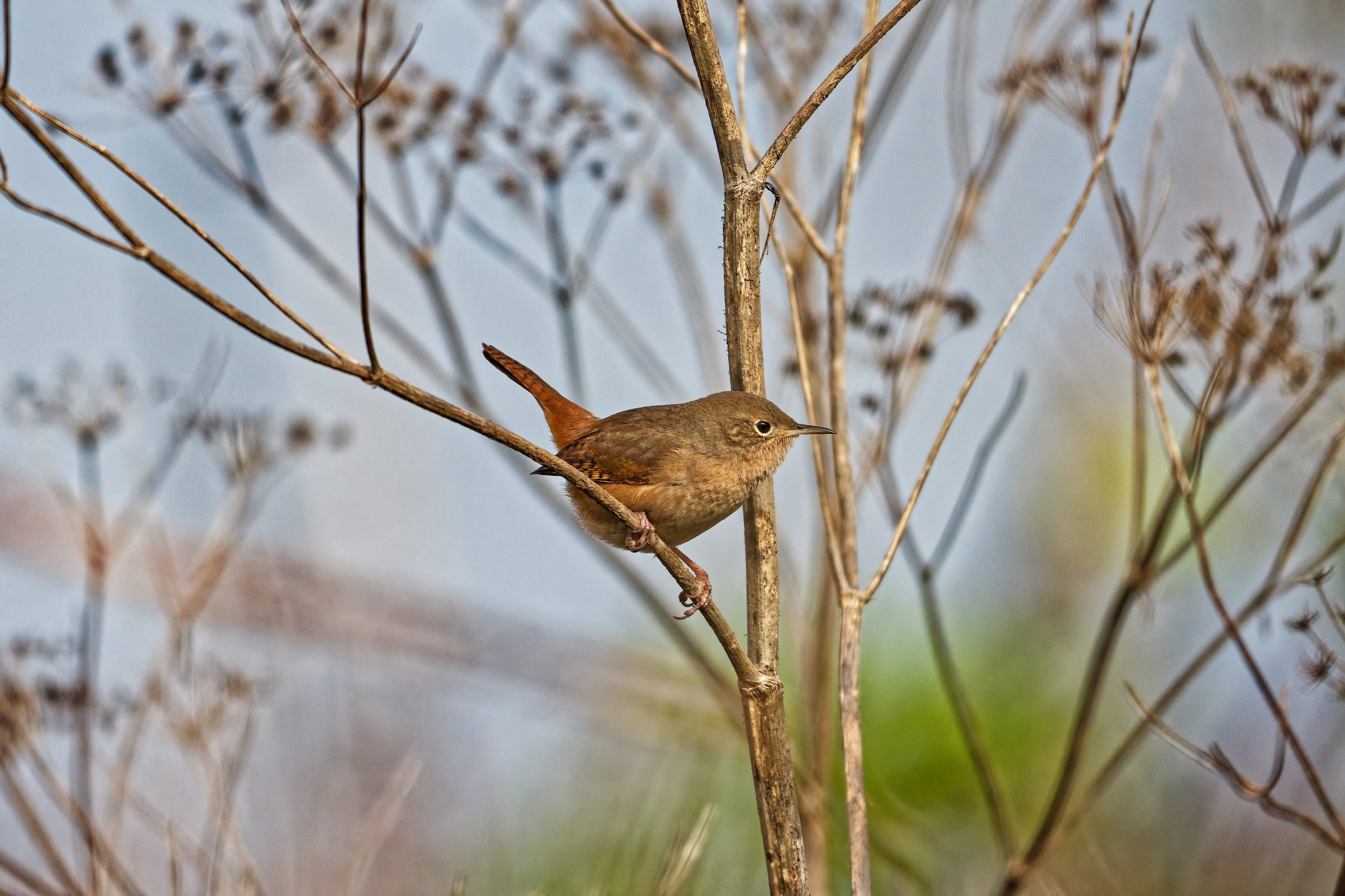 El chercán común (Troglodytes musculus)