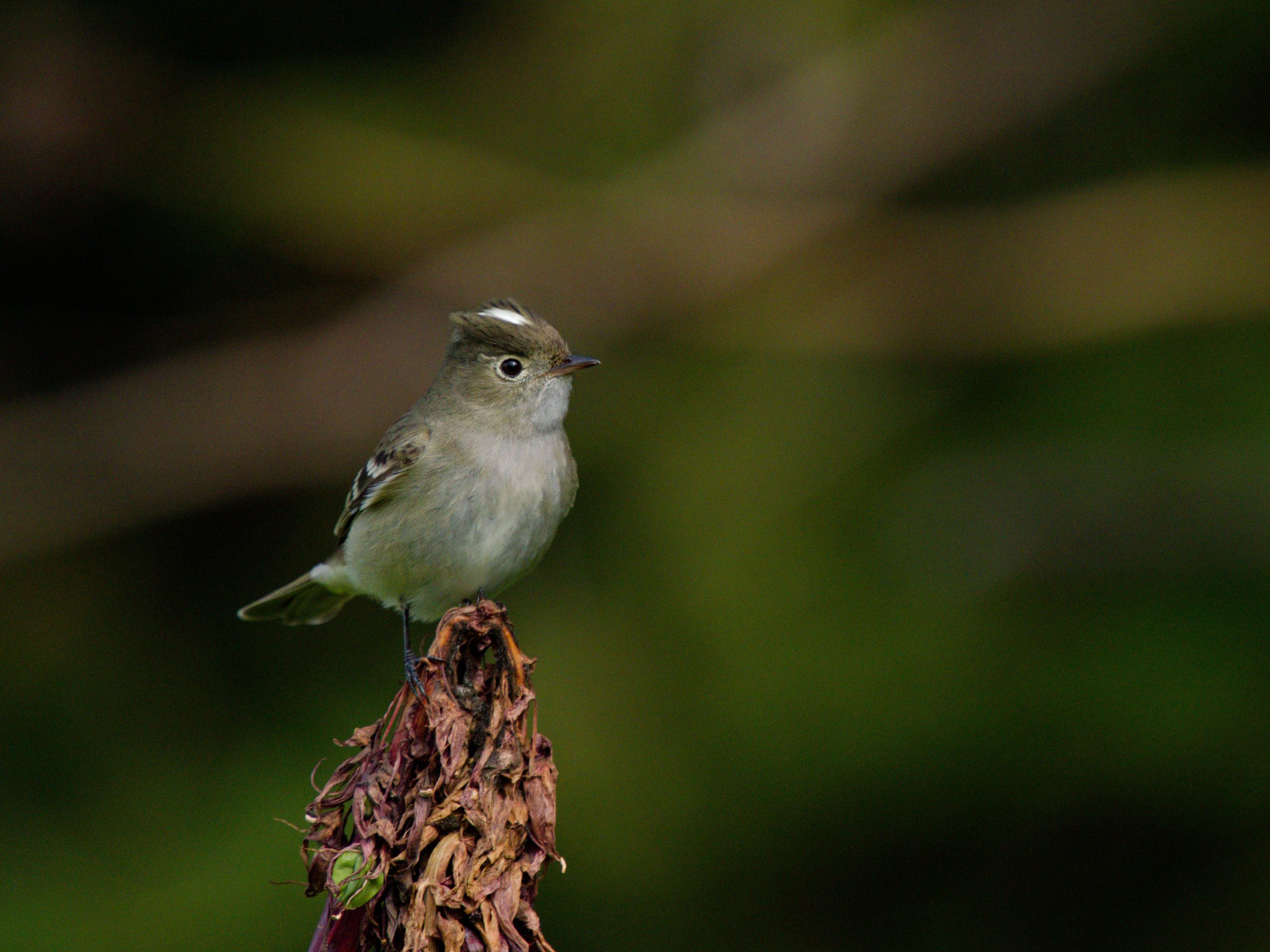Primeros Fío-Fío (Elaenia albiceps chilensis) de la primavera 2026 en el Biobío